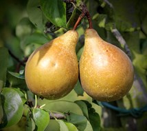 IMG_3519