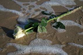roos op strand